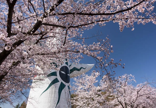 201604020949-DSC07976RX10.jpg