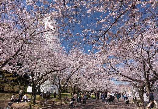 201604020949-DSC07978RX10.jpg