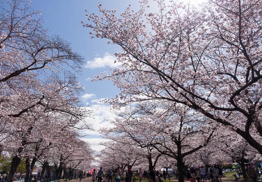 201604020954-DSC07997RX10.jpg