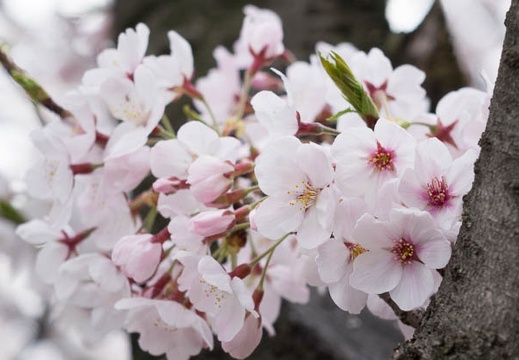 201604031213-DSC08529RX10.jpg