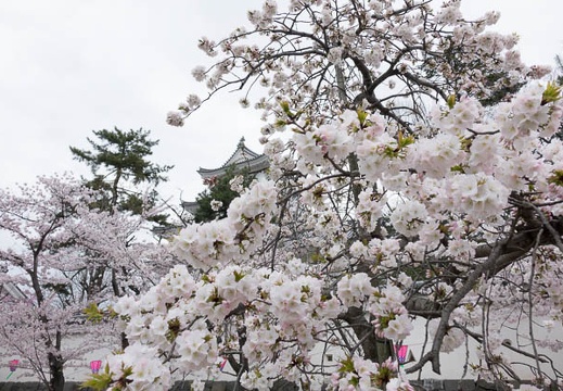 201604031237-DSC08574RX10.jpg