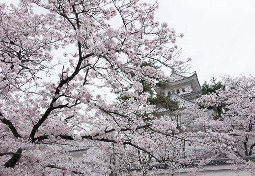 201604031238-DSC08579RX10.jpg