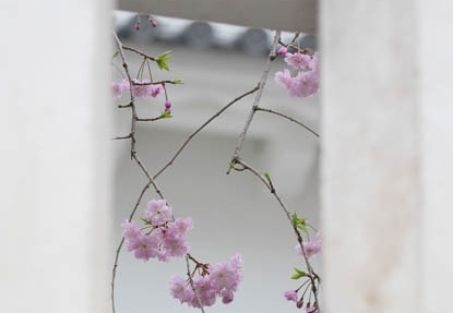 201604031243-DSC08597RX10.jpg