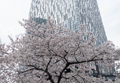 201604031454-DSC08662RX10.jpg
