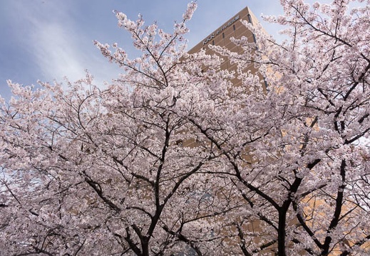 201604051347-DSC08708RX10.jpg
