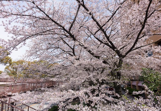 201604051347-DSC08709RX10.jpg