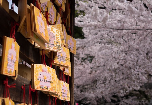201604051405-DSC08759RX10.jpg