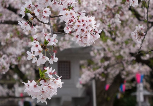 201604051407-DSC08770RX10.jpg