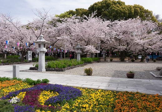 201604051409-DSC08777RX10.jpg