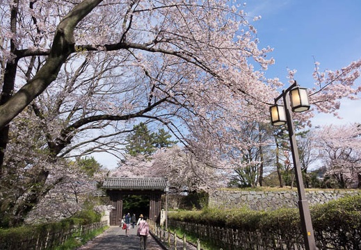 201604051431-DSC08832RX10.jpg