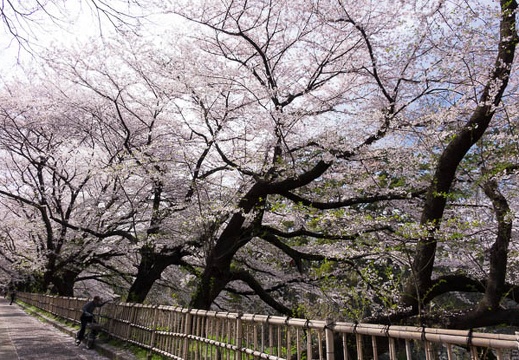 201604051432-DSC08837RX10.jpg