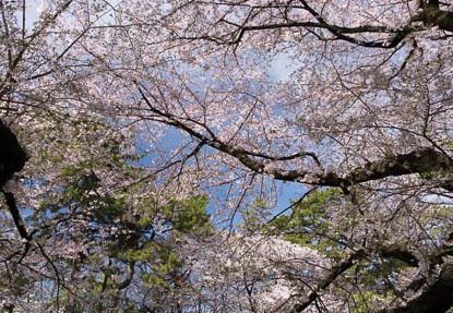 201604051436-DSC08851RX10.jpg
