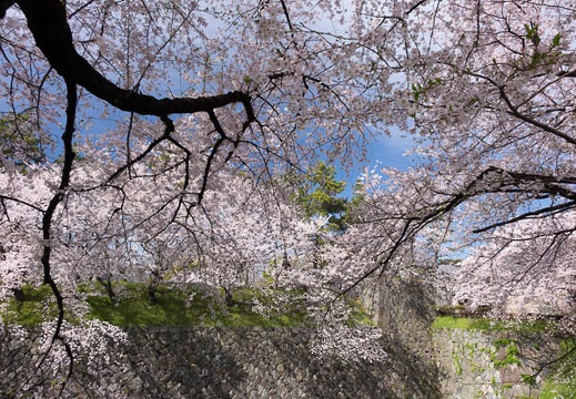 201604051442-DSC08876RX10.jpg