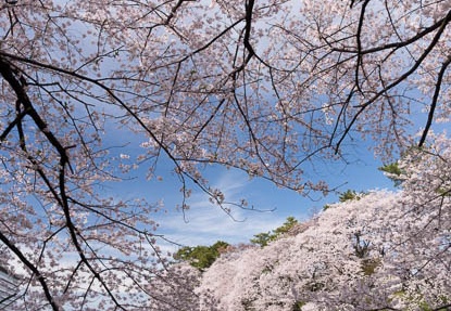 201604051444-DSC08883RX10.jpg