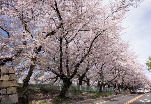 201604051445-DSC08885RX10.jpg