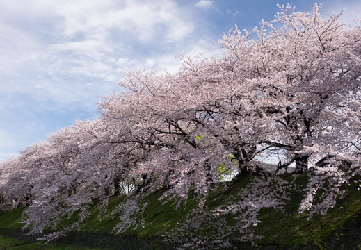201604051448-DSC08898RX10.jpg