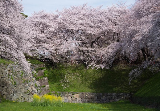 201604051448-DSC08899RX10.jpg