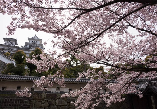 201604060853-DSC09239RX10.jpg