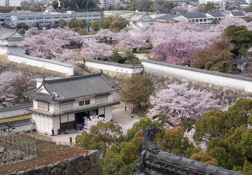 201604060904-DSC09262RX10.jpg