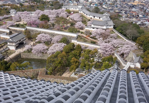 201604060918-DSC09297RX10.jpg