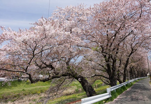 201604091121-DSC09997RX10.jpg
