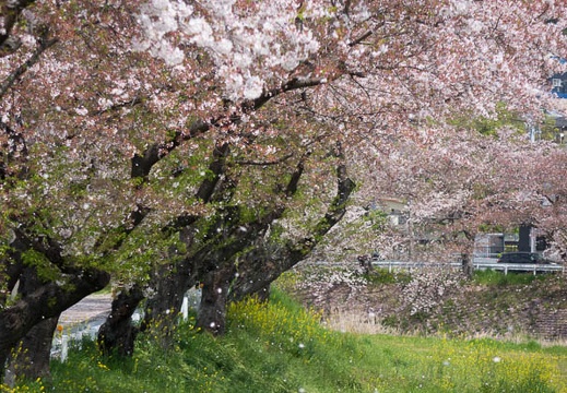 201604091123-DSC00007RX10.jpg