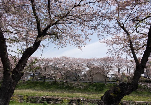 201604091125-DSC00016RX10.jpg