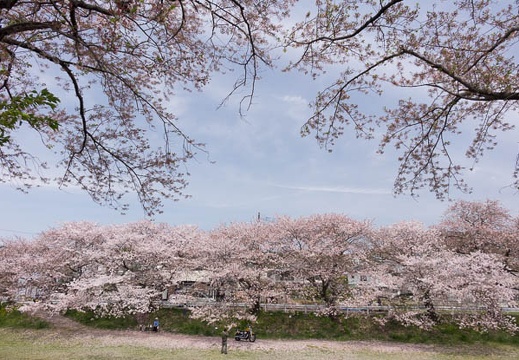 201604091132-DSC00036RX10.jpg