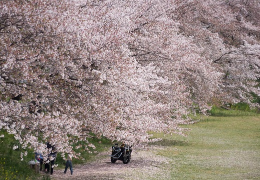04.09 音羽川の桜並木
