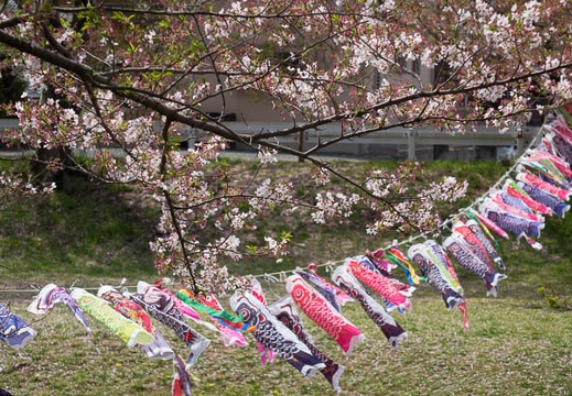 201604091144-DSC00080RX10.jpg