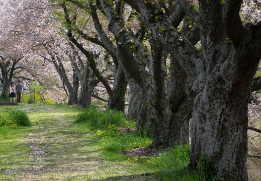 201604091147-DSC00084RX10.jpg