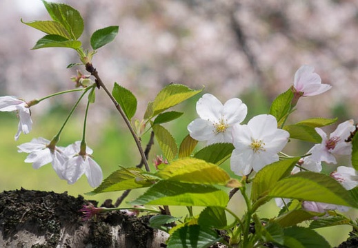 201604091159-DSC00118RX10.jpg