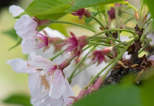 201604091159-DSC00119RX10.jpg