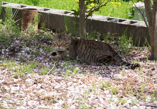 201604091203-DSC00134RX10.jpg