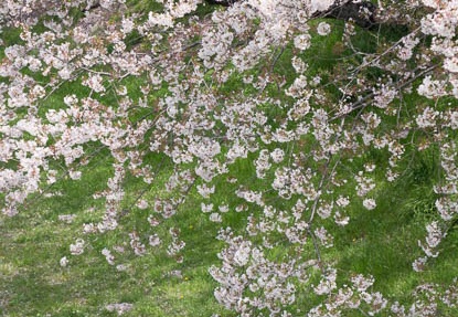 201604091209-DSC00145RX10.jpg