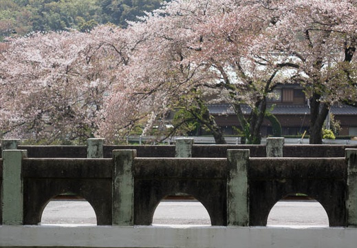 201604091225-DSC00189RX10.jpg