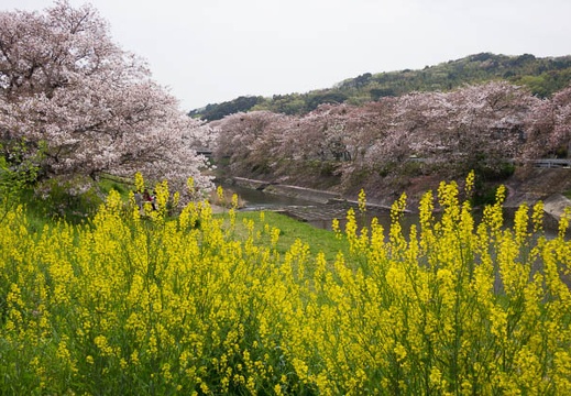 201604091230-DSC00207RX10.jpg