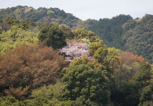201604091307-DSC00272RX10.jpg