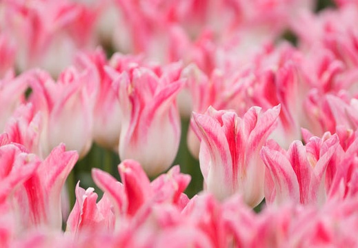 201604100931-DSC08437.jpg