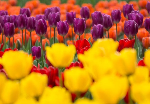 201604100934-DSC08440.jpg
