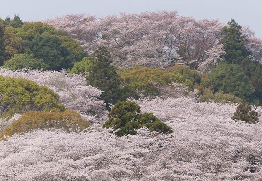 201604110745-DSC08531.jpg