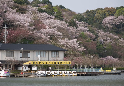 201604110749-DSC00609RX10.jpg