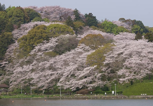 201604110753-DSC08547.jpg