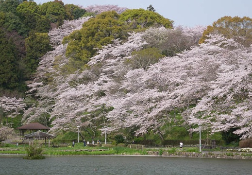 201604110815-DSC00658RX10.jpg