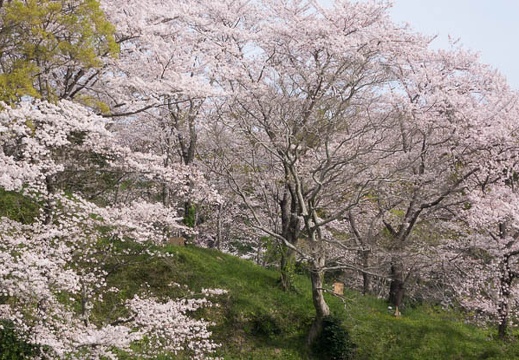 201604110826-DSC00681RX10.jpg