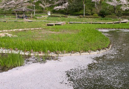 201604110828-DSC00690RX10.jpg