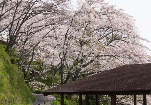 201604110835-DSC00712RX10.jpg