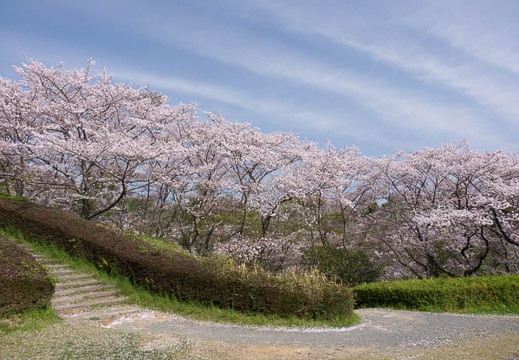 201604110857-DSC00764RX10.jpg