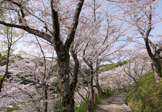 201604110903-DSC00787RX10.jpg