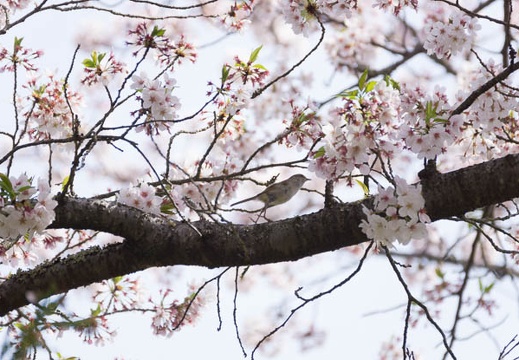 201604110922-DSC08636.jpg